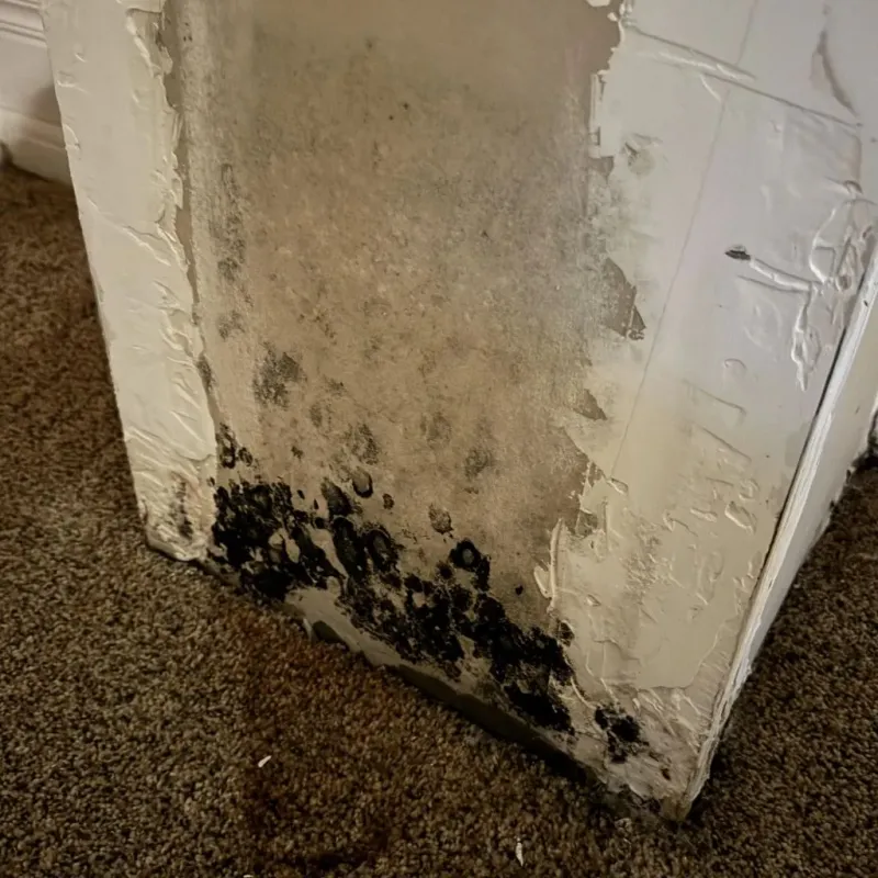 Professional Mold Removal in Callender, CA